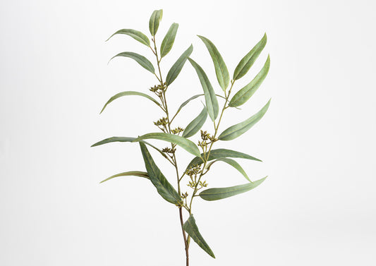 Branche d'EUCALYPTUS GRAINES - Amadeus