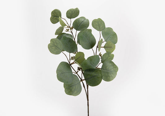 Branche EUCALYPTUS NICHOLII - Amadeus