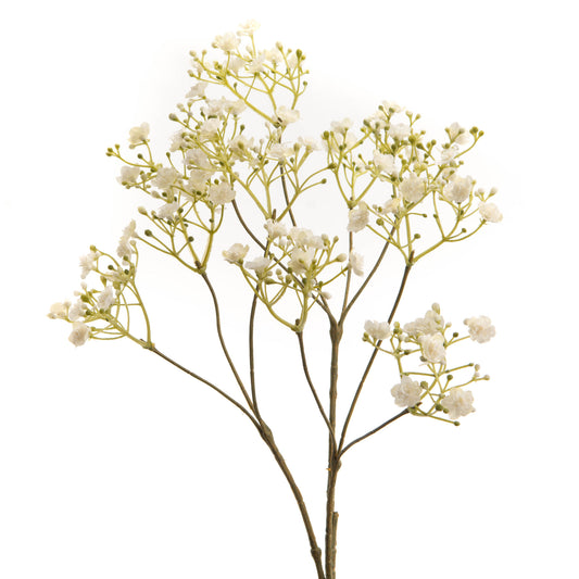 Branche de GYPSOPHILE PENDULA - Lou de castellane