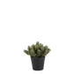 petite plante artificielle