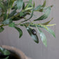 Plante artificielle plant d'Olivier