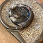 Escargot sculpté - ammonite fossile
